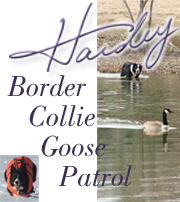 goose-patrol-bannerlg.jpg