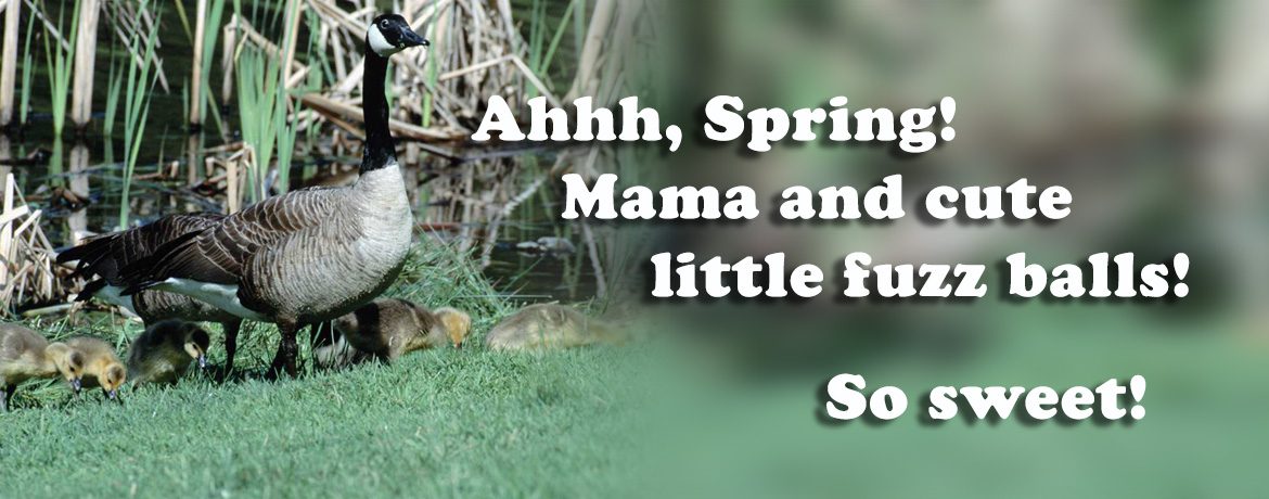 Ahhh, Spring! Mama and cute little fuzz balls!