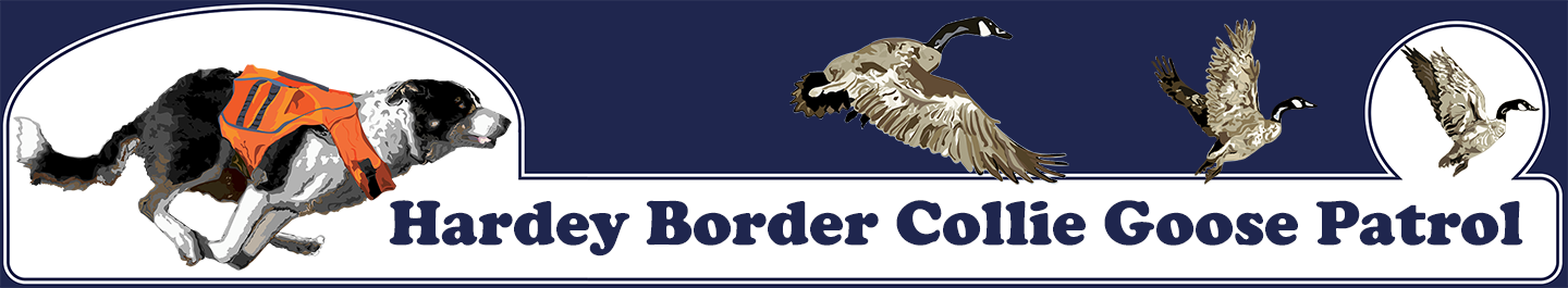 Hardey Border Collie Goose Patrol