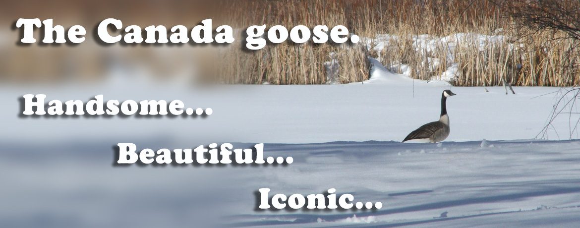 The Canada goose, Handsome, Beautiful, Iconic!