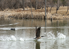 Tug swimming after a Canada goose