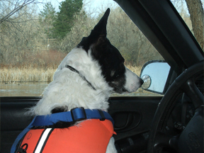 Darby watching the Canada geese from her truck.