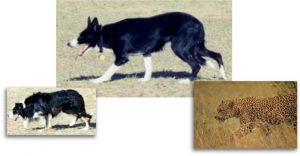 A cat's body language while hunting is mimicked by Fawn and Tug as they approach some sheep.