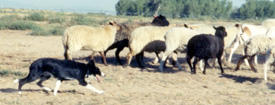 Sheep moving away from Fawn, a smooth coat Border Collie.