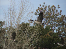 Geese in flight