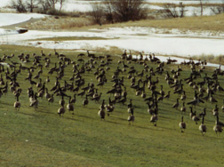 Mess of geese on golf green.