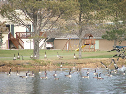 Geese in Valley yard and pond.