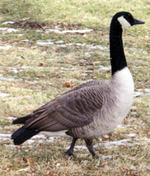 Single Canada goose