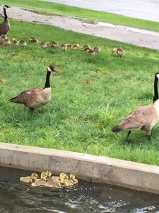 Geese and lots of goslings.