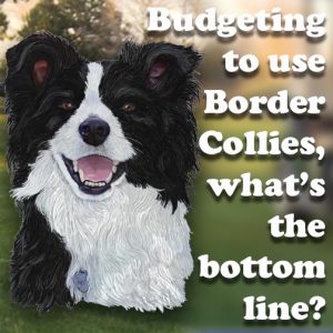 Budgeting to use Border collies, what's the bottom line?