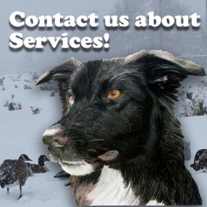 Contact and services