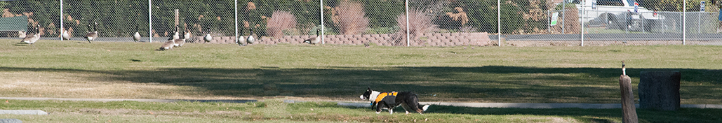 Darby moving Canada geese.