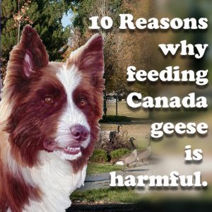 Reasons why you shouldn't feed Canada geese