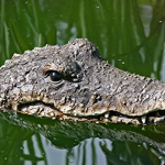 Floating gator head