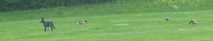 Geese sharing golf course with a silhouette dog decoy.