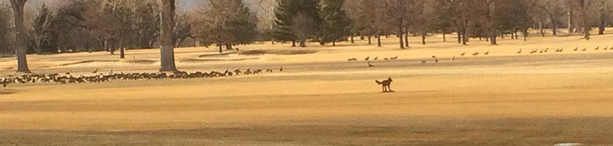 Geese sharing golf course with a silhouette dog decoy.