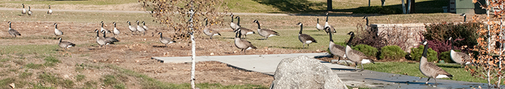 Lots of Canada geese on a walkway.