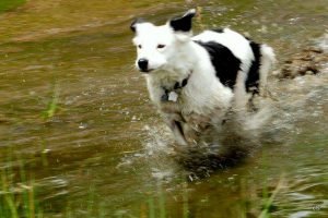 Marley running in water.