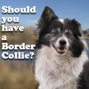 Should you have your own Border Collie?