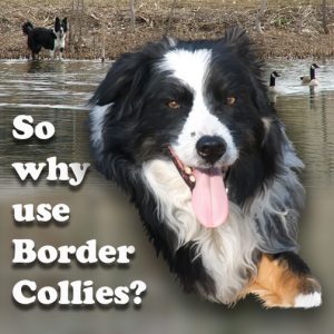 So why use Border Collies?