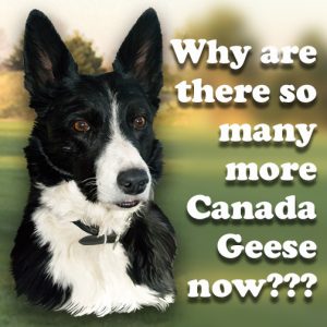 Why are there so many more Canada geese now?