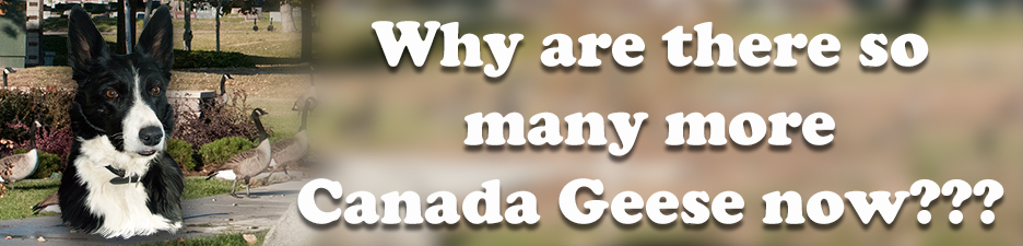Why are there so many Canada geese now?