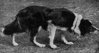 A classic Border Collie, use 'eye.'