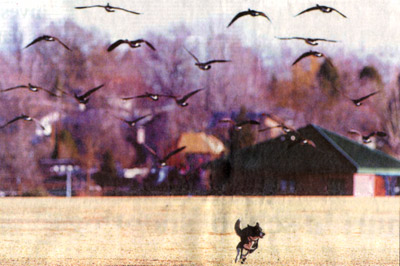 Fawn encouraging Canada geese to leave!