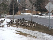 Canada geese by a road.
