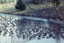 Large flock of Canada geese in a pond.