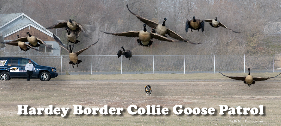 Darby's Hardey Border Collie Goose Patrol