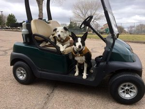 Marley & Wick on a golf cart.