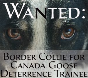 Wanted: Border Collie for Canada Goose Deterrence Training